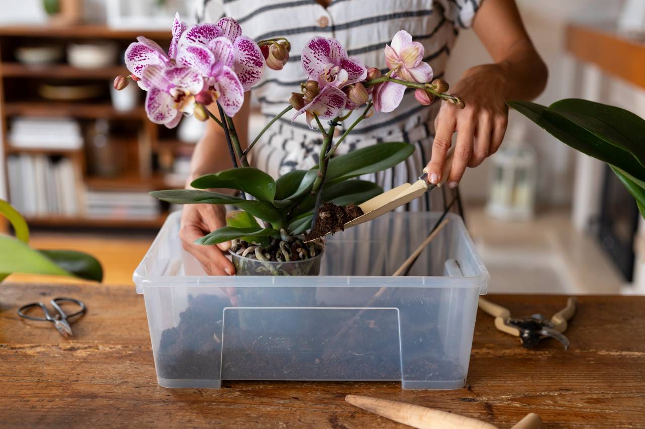 persona realizando mantenimiento a orquídeas