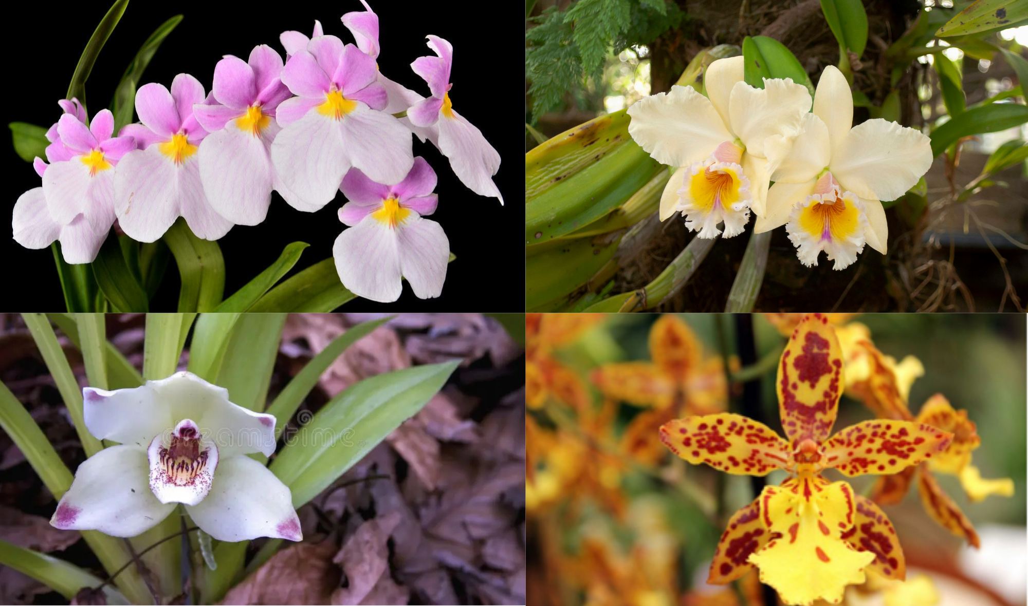orquideas uam