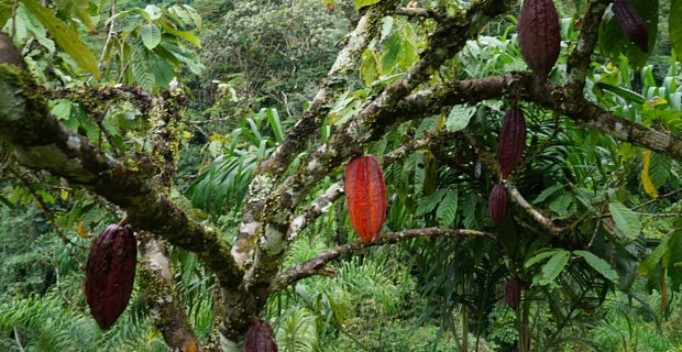 Transformación de cacao en el chocó uam