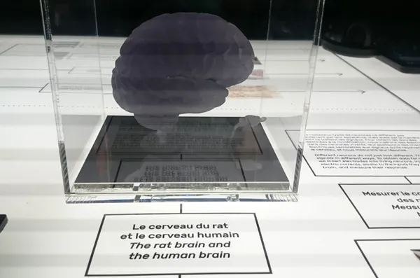 Cerebro humano en estudios para leer la mente de otro