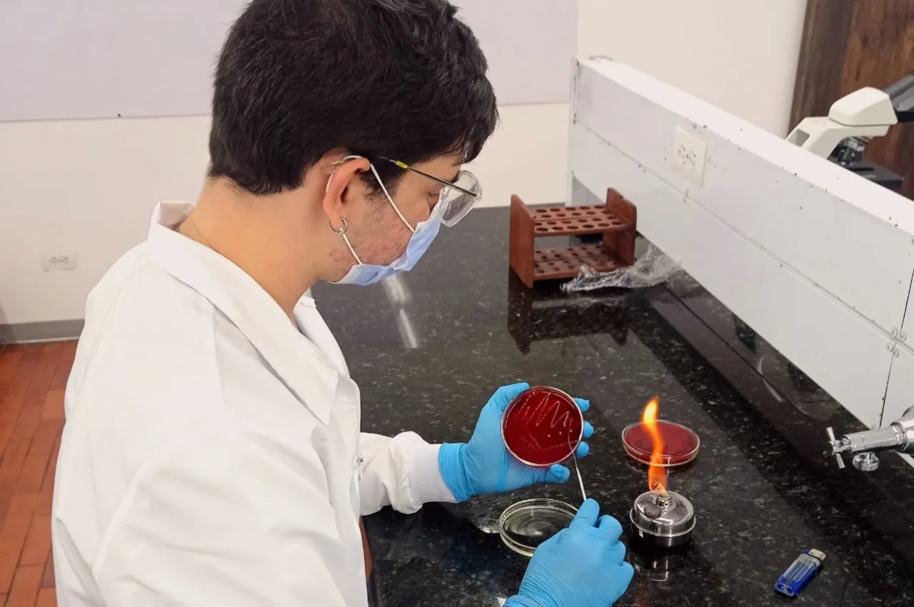 Científico estudia las hojas de mango en su laboratorio