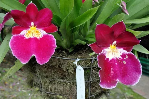 Orquídea Ida longipetalum de color rojo intenso con bordes blancos y centro amarillo brillante
