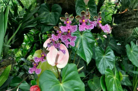 Orquídea Miltoniopsis híbrida de pétalos fucsia con manchas púrpura sobre fondo de hojas verdes