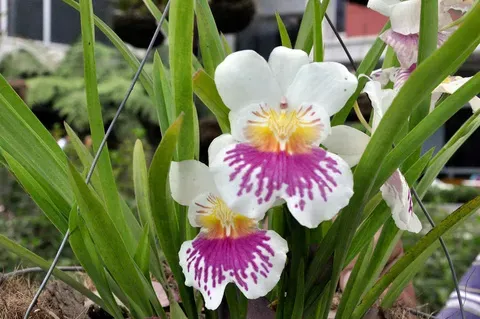 Orquídea Miltoniopsis phalaenopsis blanca con centro amarillo y manchas moradas en los pétalos inferiores