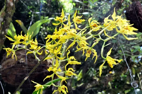 Orquídea Odontoglossum ramosissimun con flores amarillas brillantes de forma alargada y rizoma colgante