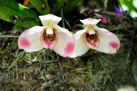 Orquídea Pescatoria blanca con manchas rosadas y labelo rayado de color rojo oscuro