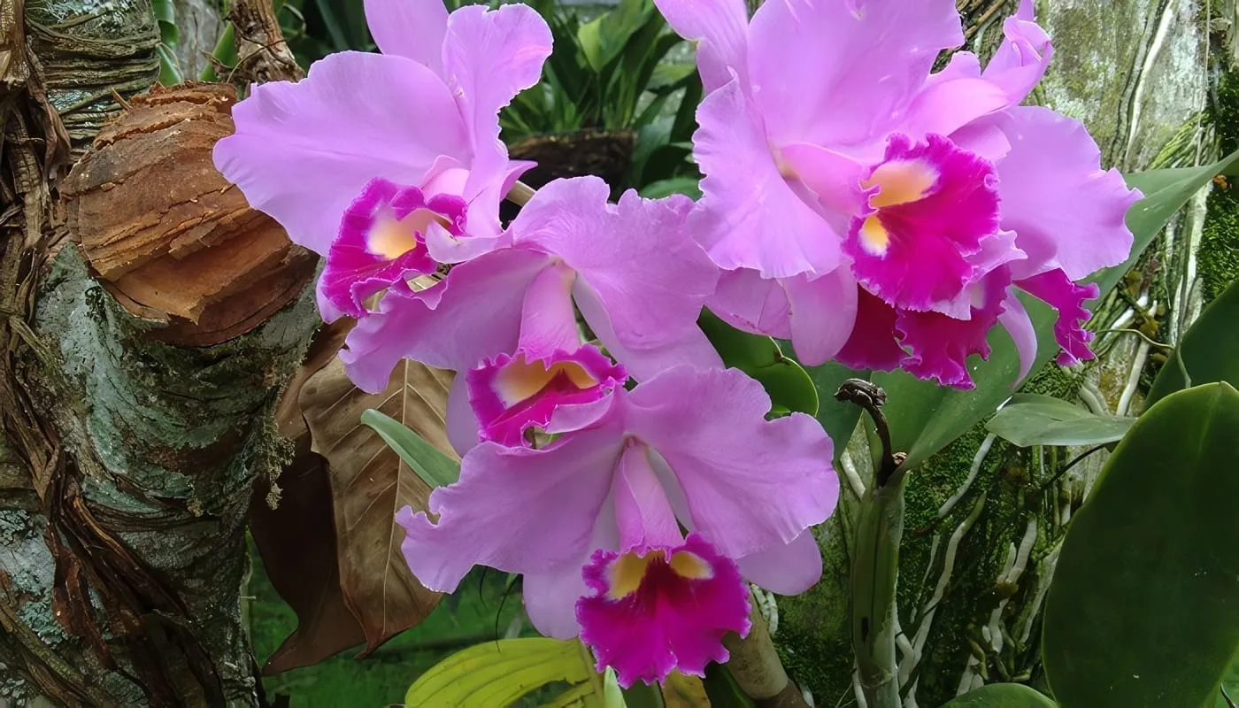 Orquídea