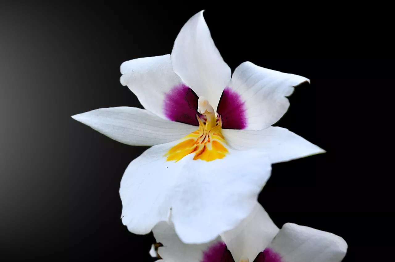 Orquídea UAM