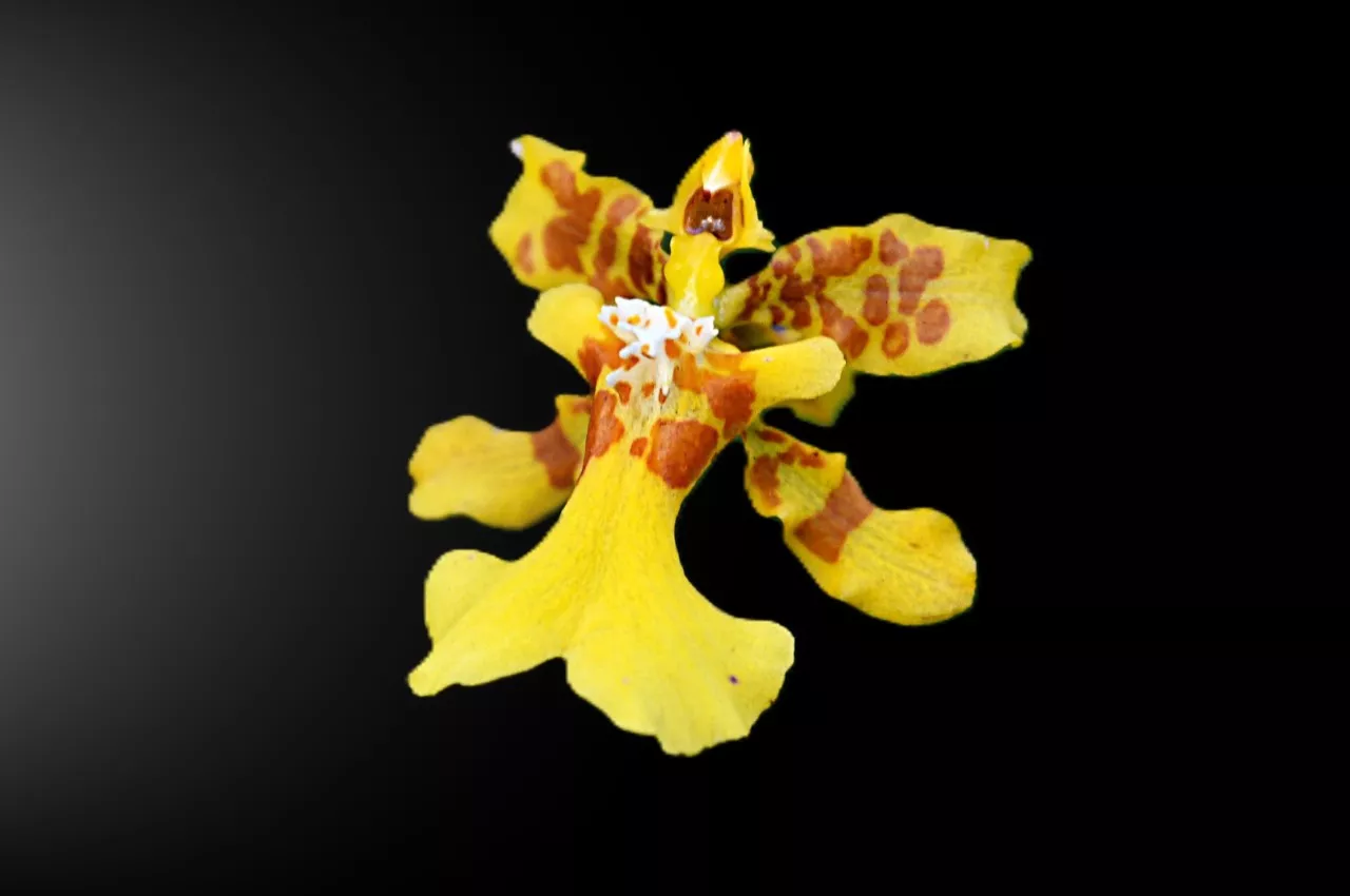 Jardín de orquídeas UAM