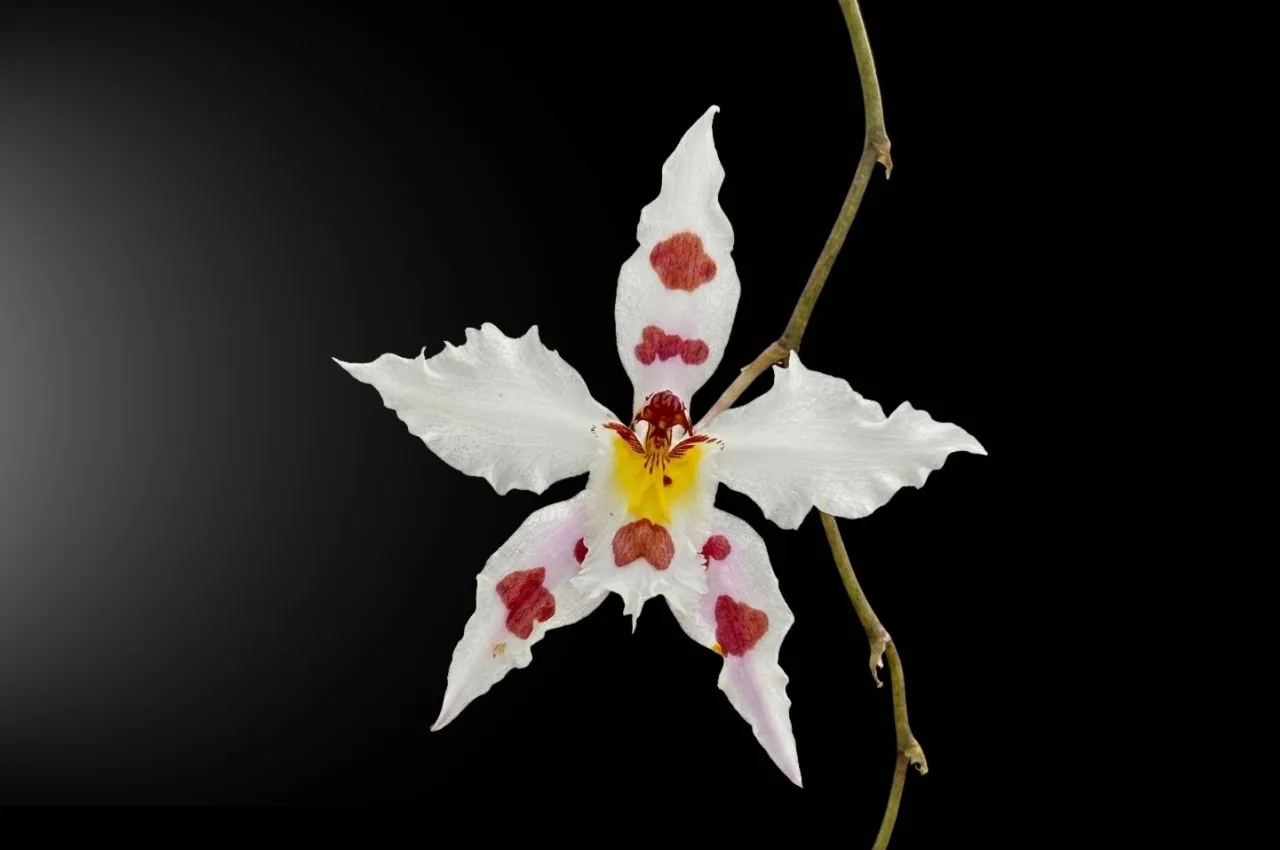 ¿De dónde vienen los nombres de las orquídeas?