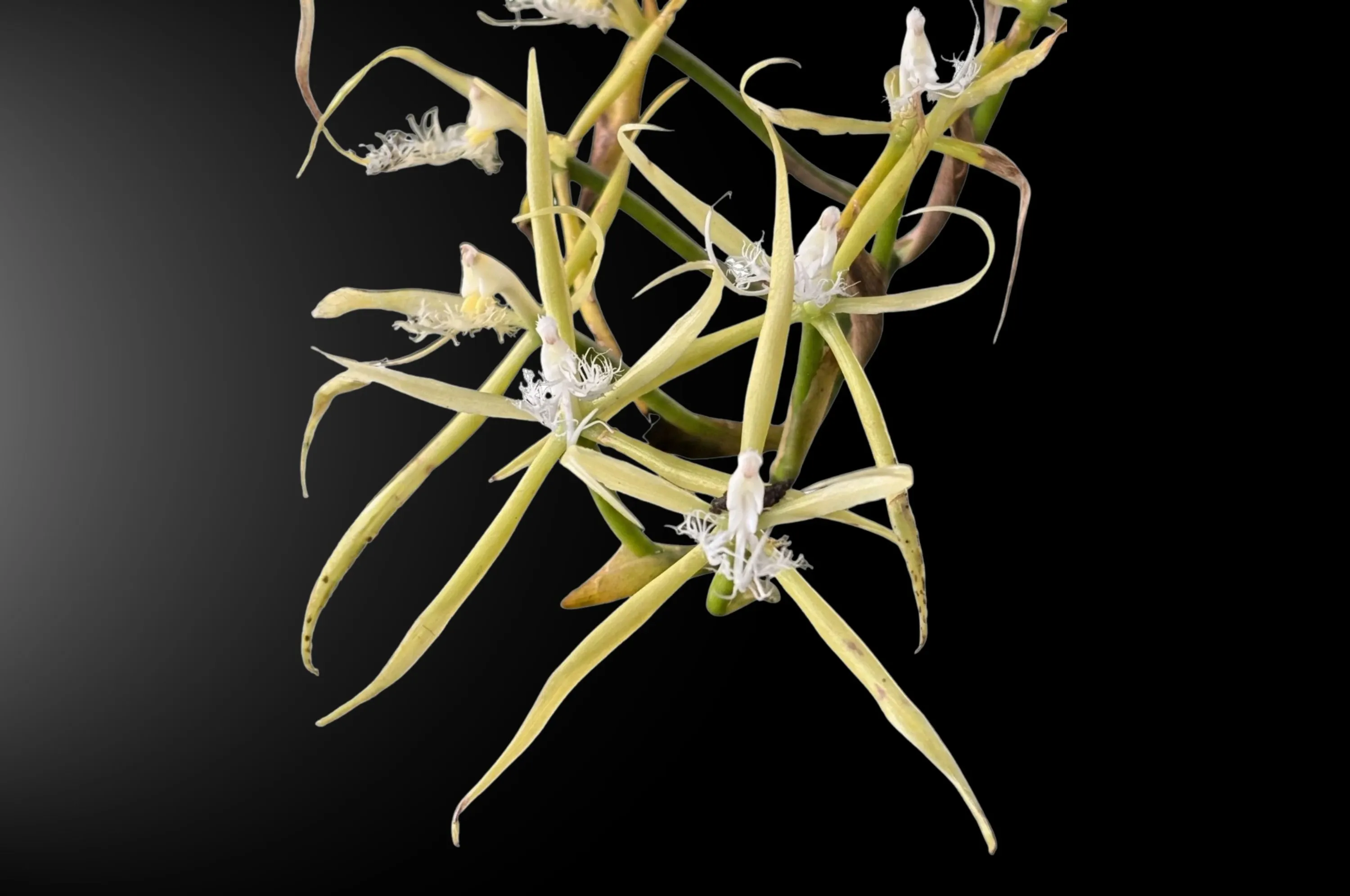 Orquídea Epidendrum ciliare