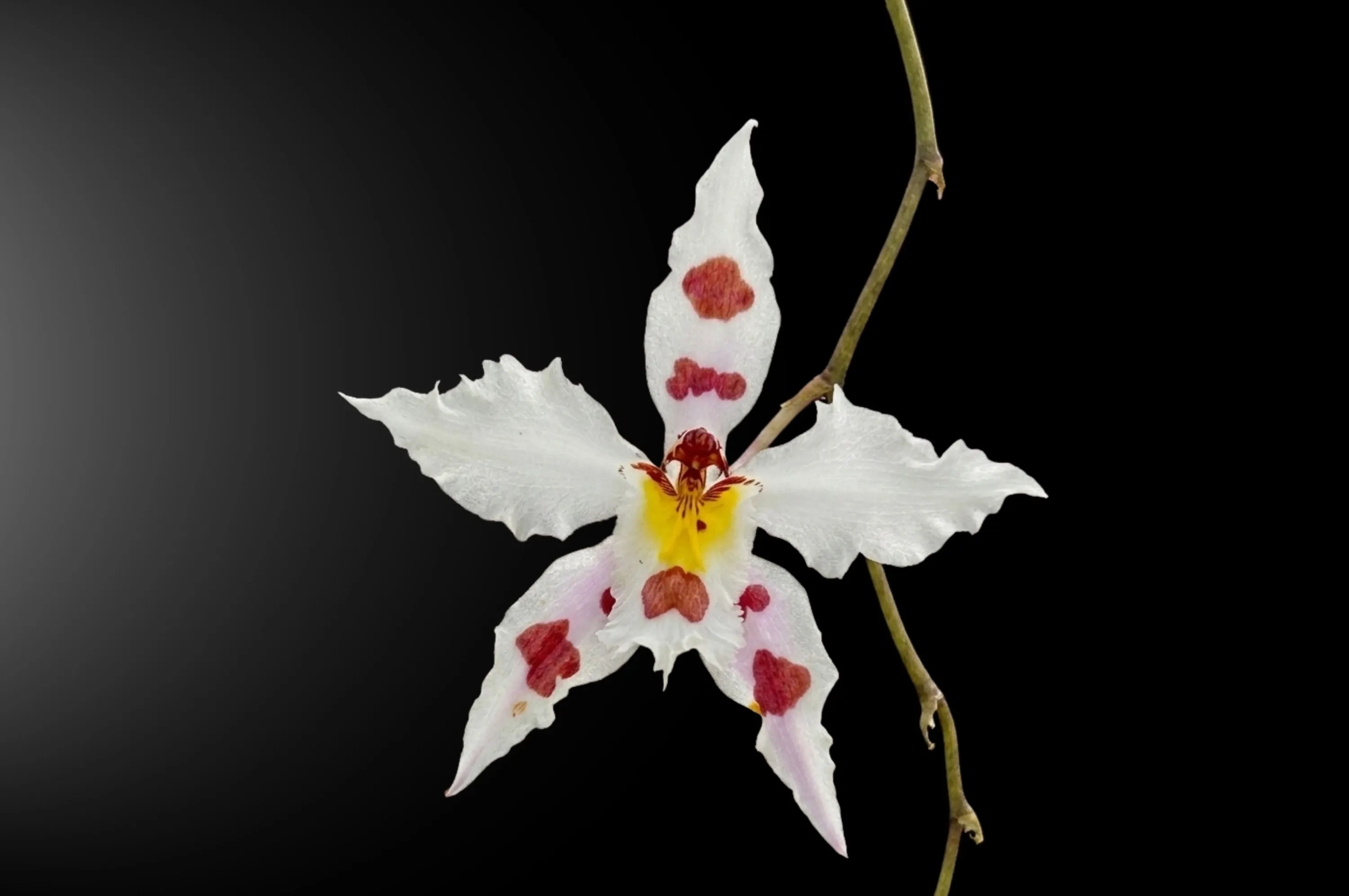 Orquídea Odontoglossum crispum