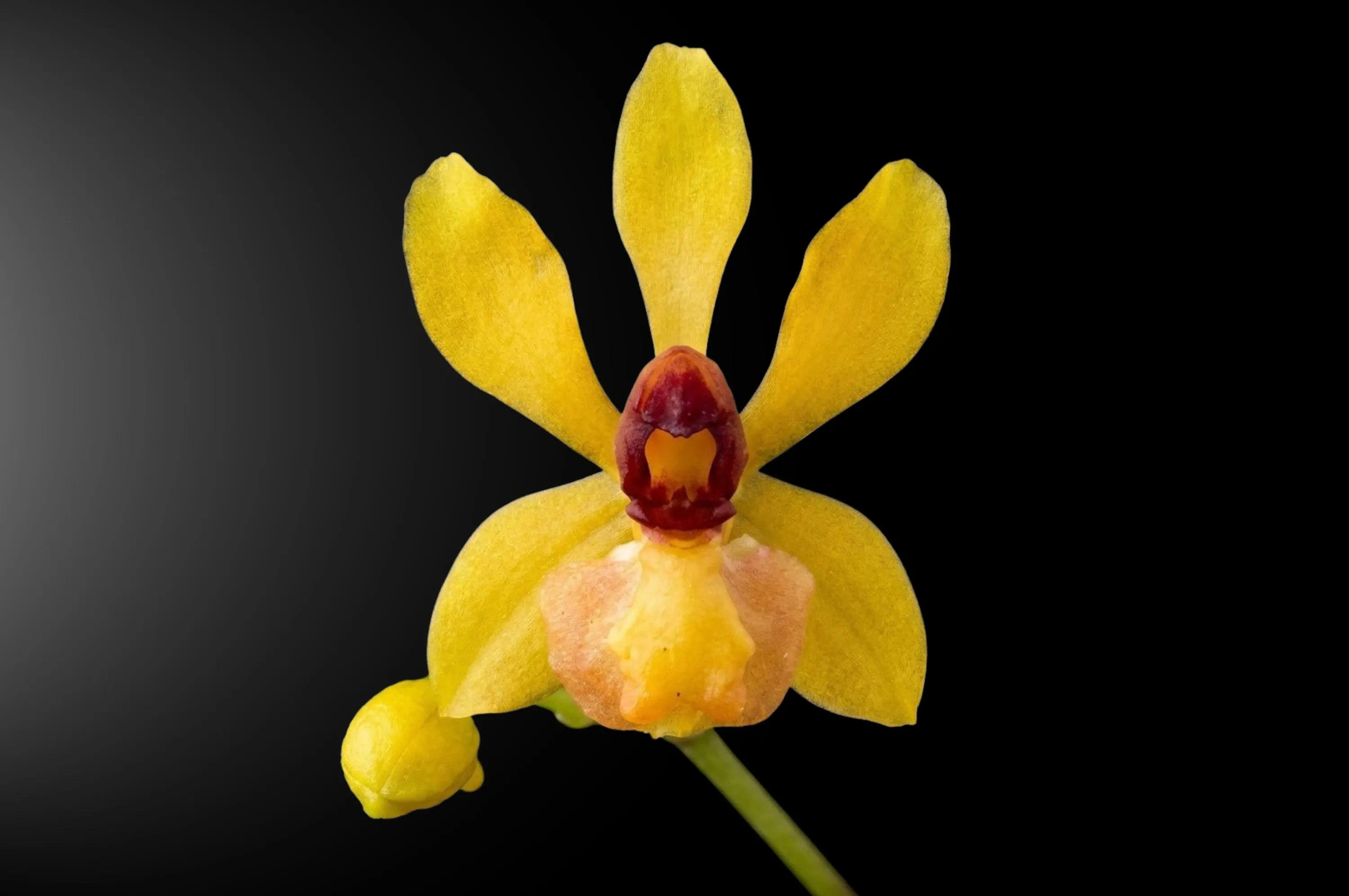 Orquídea Cyrtochilum murinum