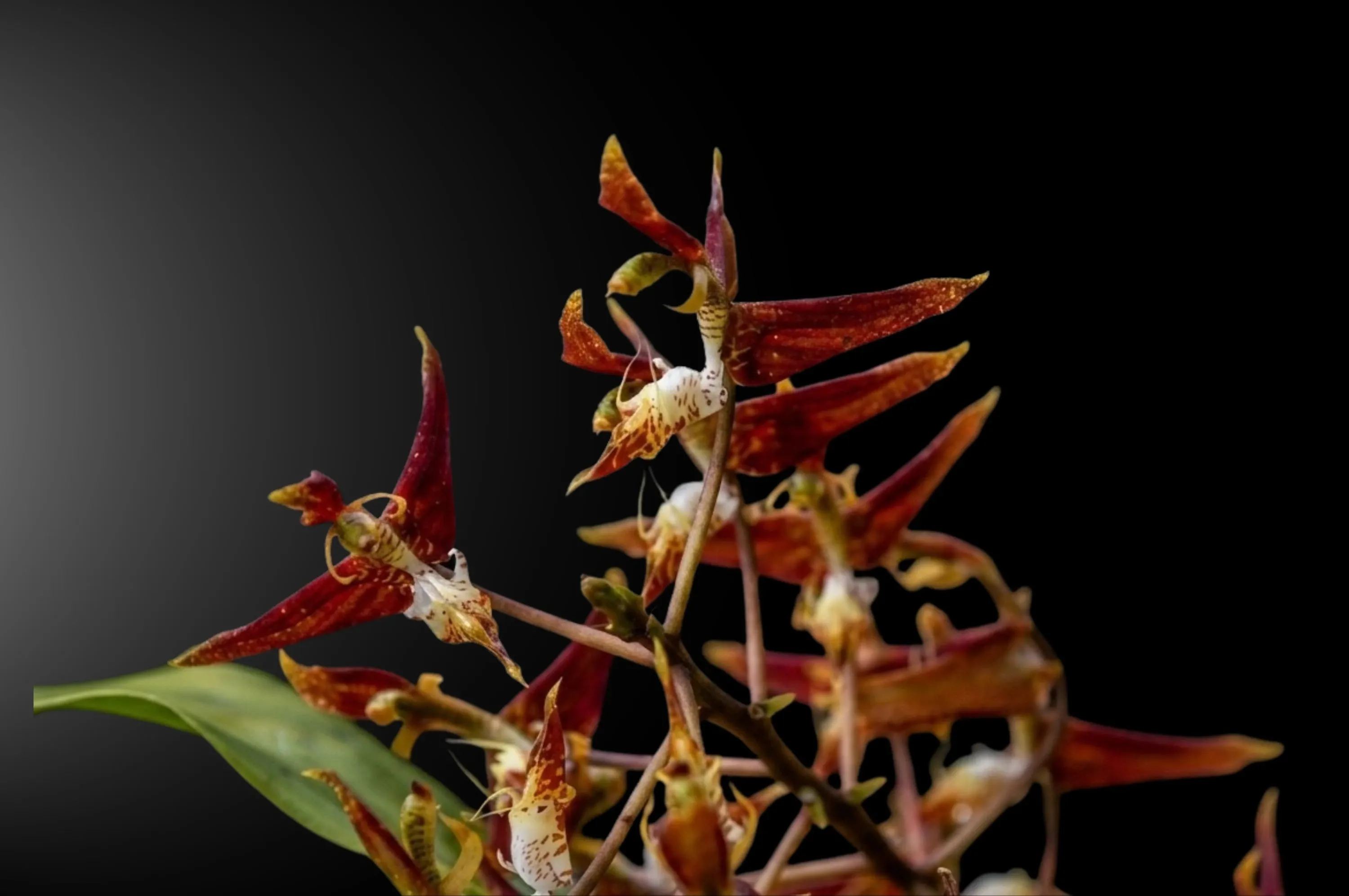Orquídea Gongora sp