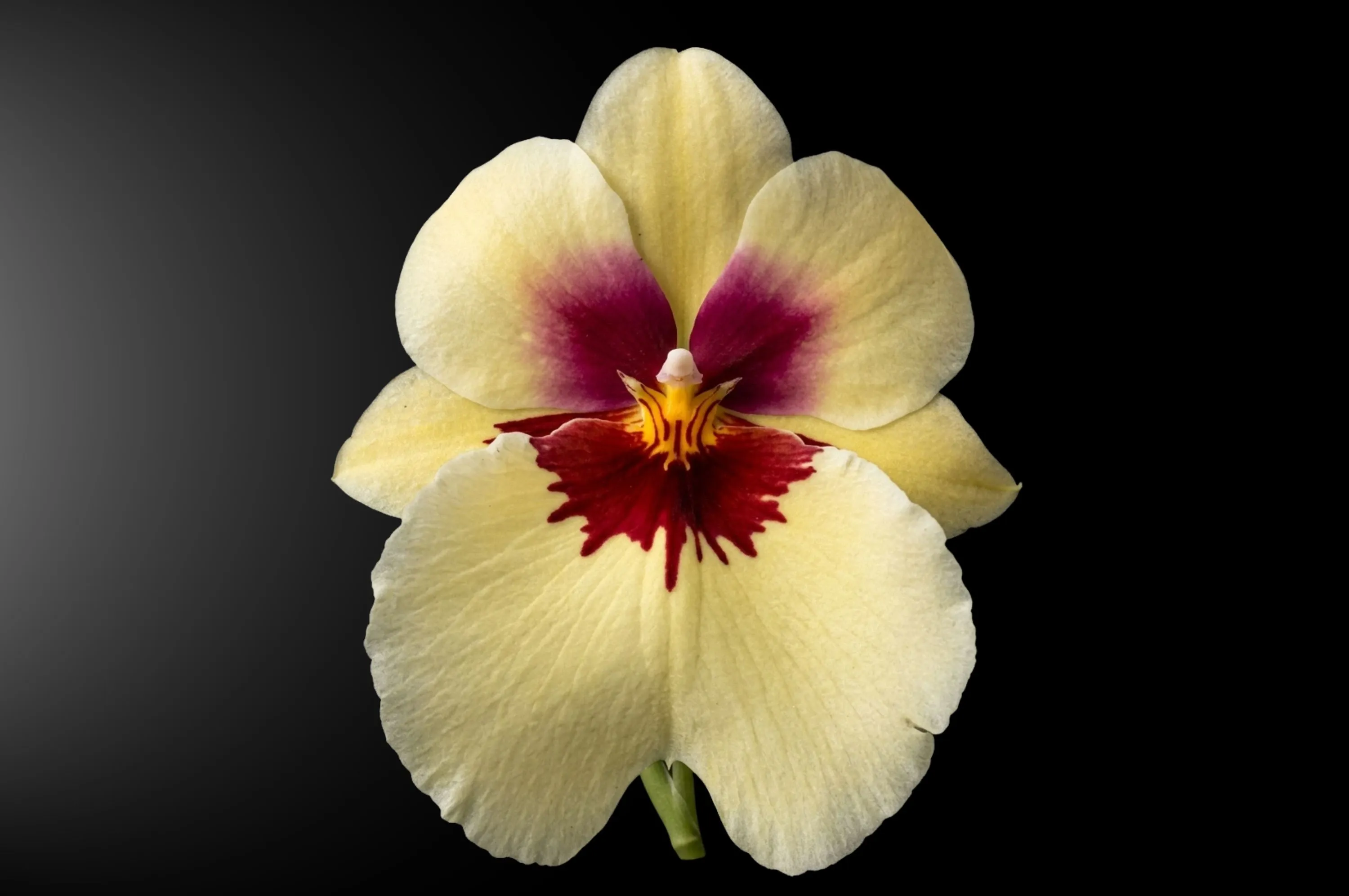 Orquídea Miltonia xanthina