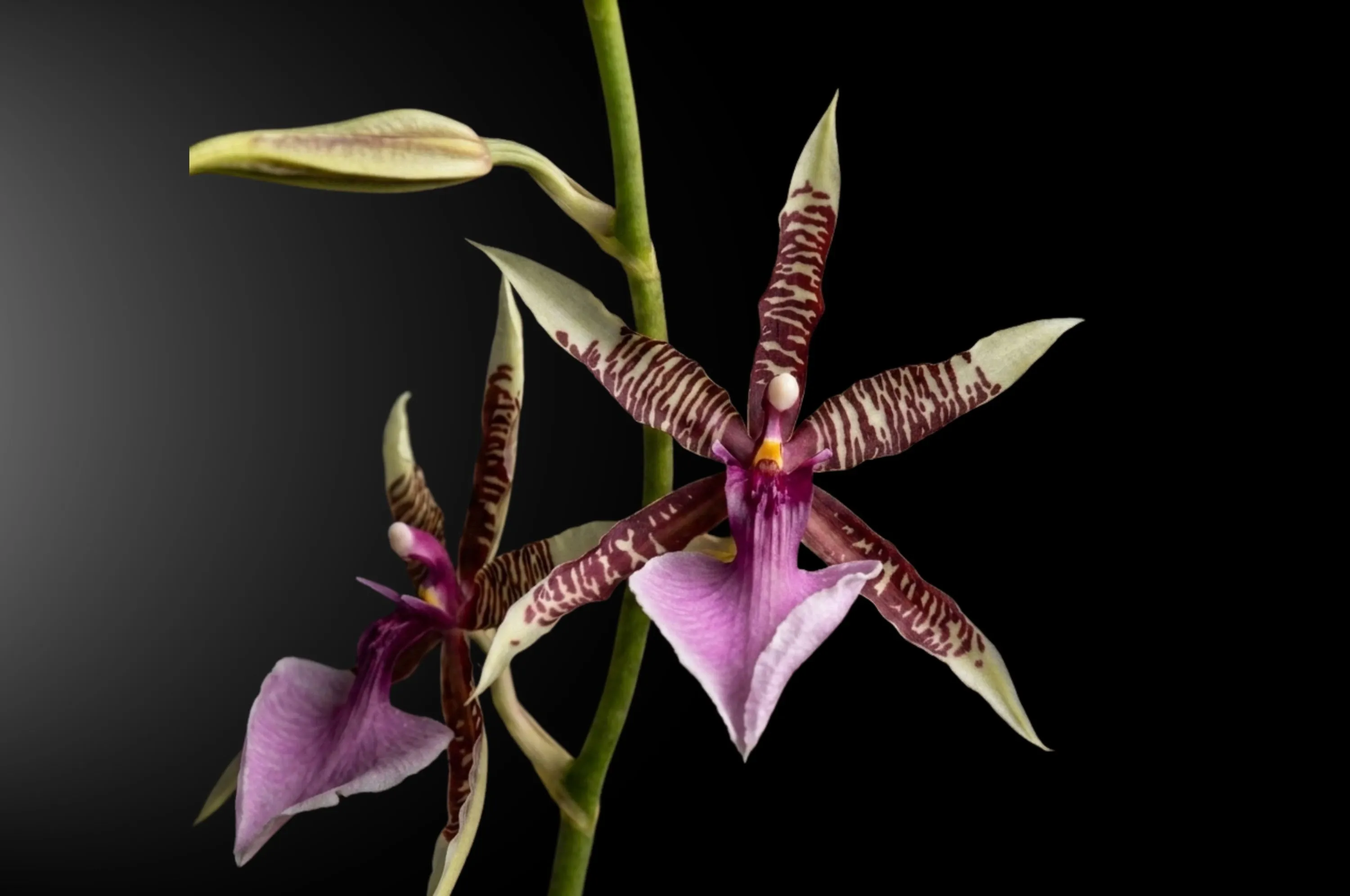 Orquídea Oncidium harryanum