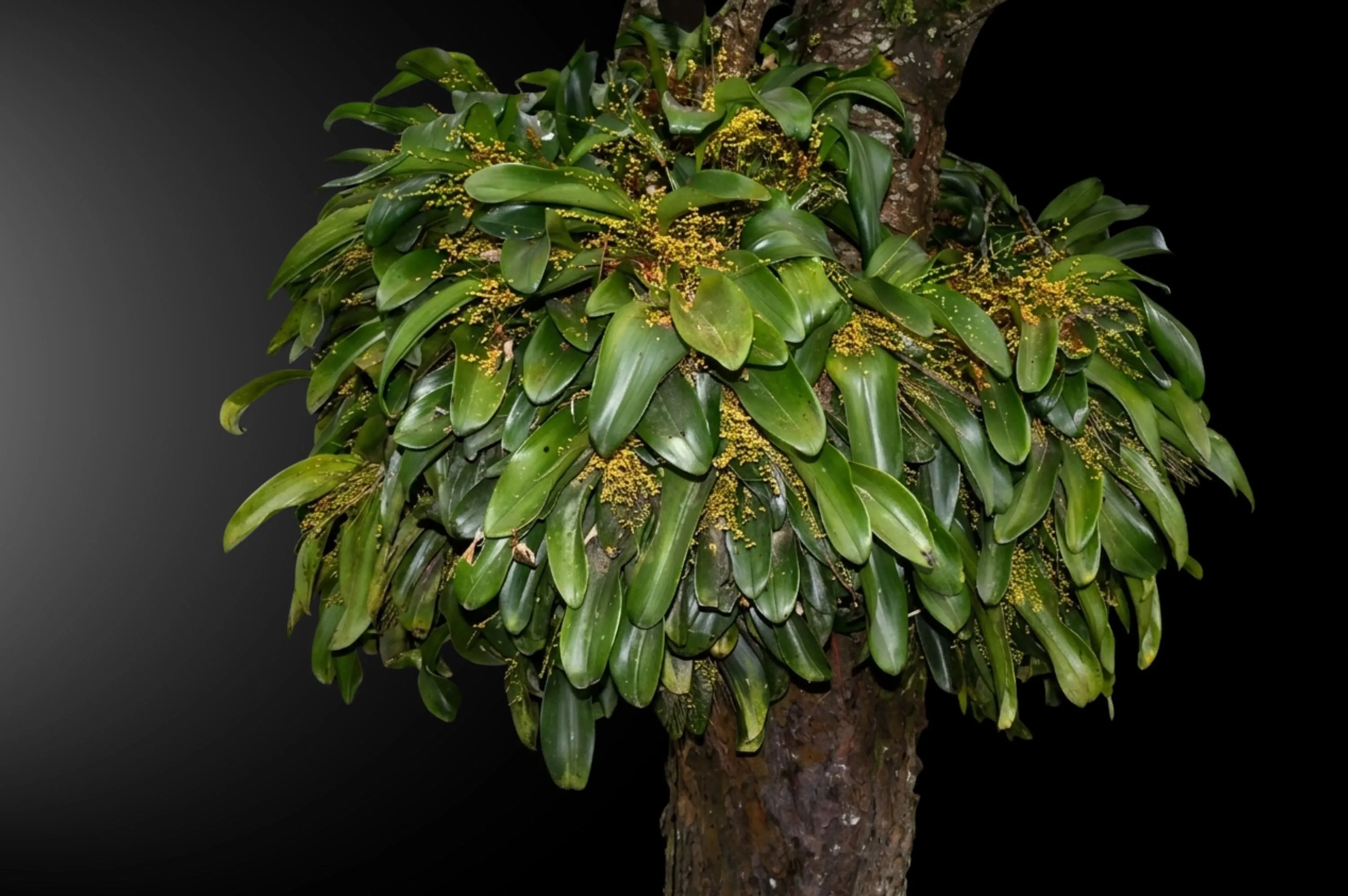 Orquídea Pleurothalis gélida