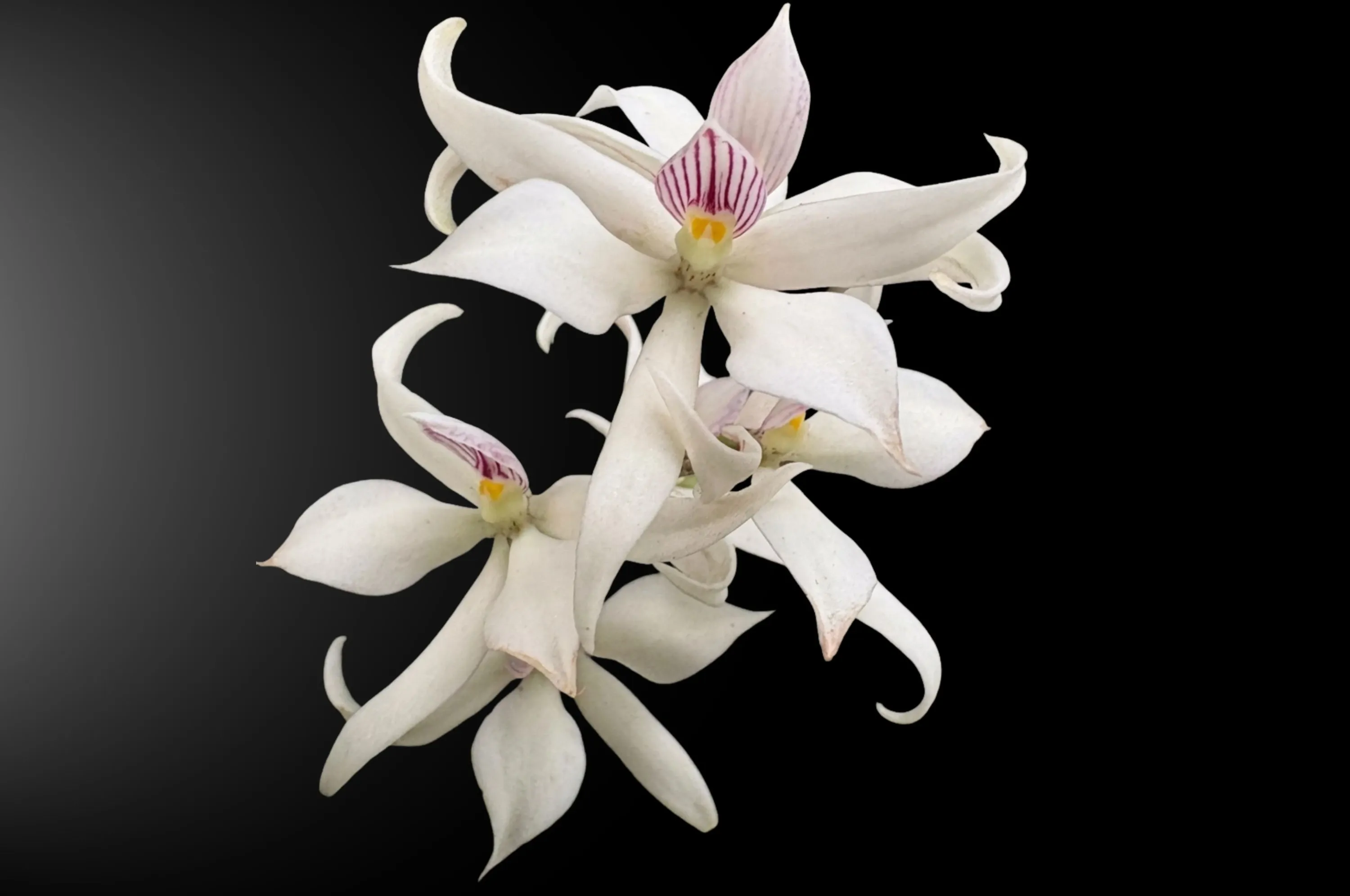 Orquídea Prosthechea fragans