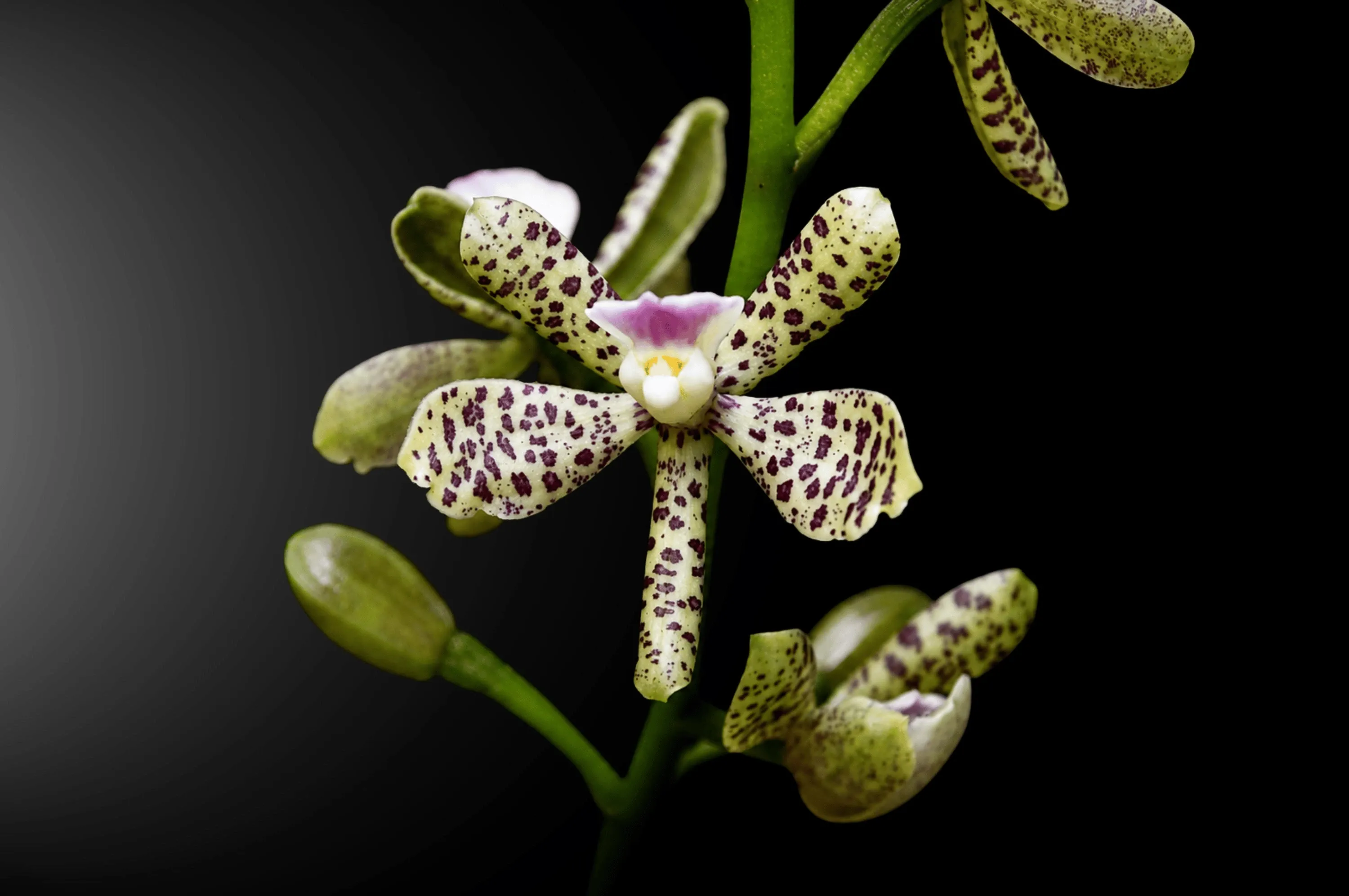 Orquídea Prosthechea pamplonensis